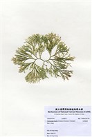 藏品(白果胞藻)的圖片